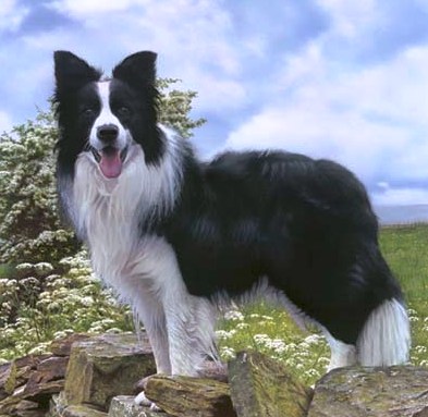 Border Collie profile on Dog Encyclopedia