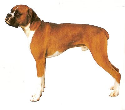 boxer dog on dog encyclopedia