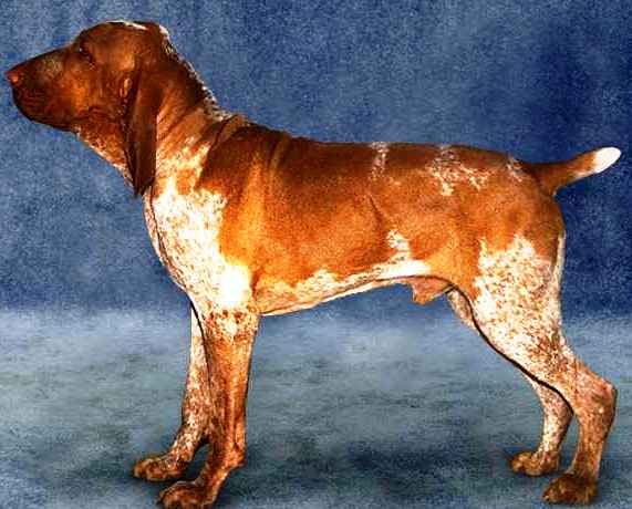 Bracco Italiano dog featured on dog encyclopedia