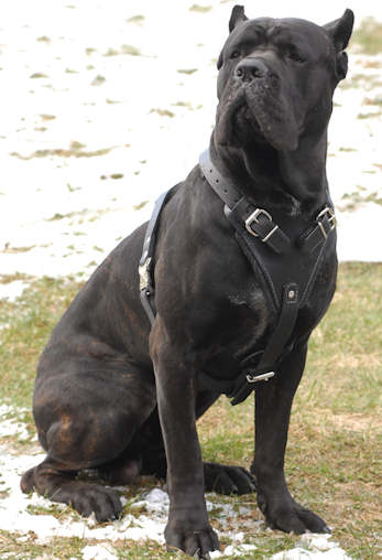 Cane Corso dog featured in dog encyclopedia