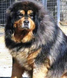 Caucasian Mountain Dog featured in dog encyclopedia