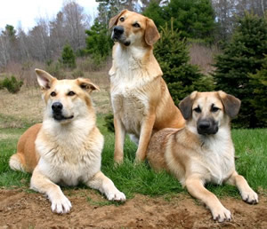 Chinook profile on dog encyclopedia