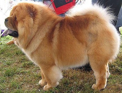 Chow Chow dog on dog encyclopedia