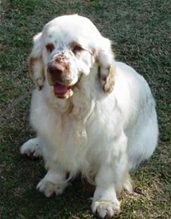 Clumber Spaniel dog on dog encyclopedia