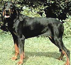 black and tan coonhound is a great hunting dog
