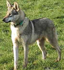 Czechoslovakian Wolfdog dog featured in dog encyclopedia
