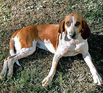 American English Coonhound dog featured in dog encyclopedia