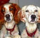 two english setters are twice the fun