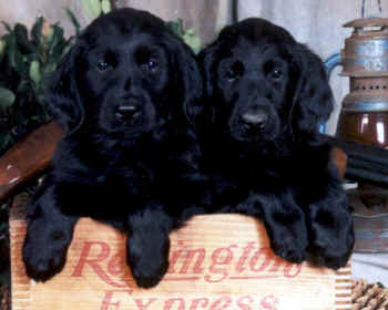 Flat Coated Retriever puppies featured in dog encyclopedia