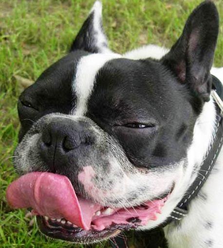 French Bulldog dog featured in dog encyclopedia