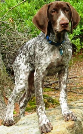German Shorthaired Pointer profile on dog encyclopedia