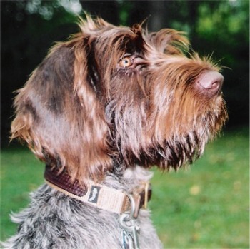 German Wirehaired Pointer profile on dog encyclopedia