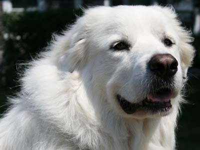 Great Pyrenees dog featured in dog encyclopedia
