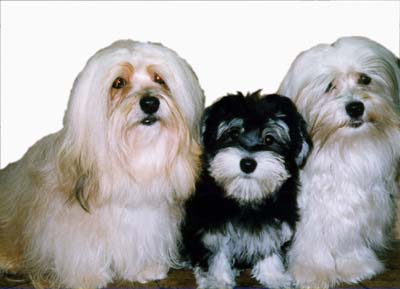 Havanese dog profile on dog encyclopedia
