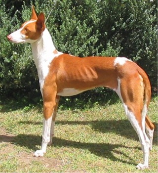 Ibizan Hound profile on dog encyclopedia