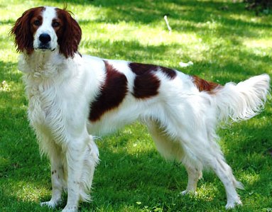 Irish Red and White Setter dog featured in dog encyclopedia