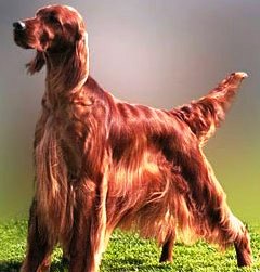Irish Setter dog featured on dog encyclopedia