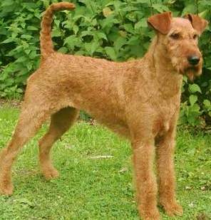 Irish Terrier profile on dog encyclopedia