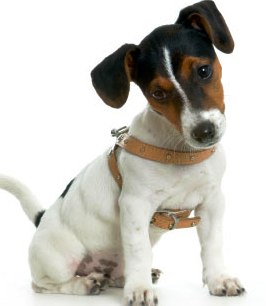 Russell Terrier dog profile on dog encyclopedia 