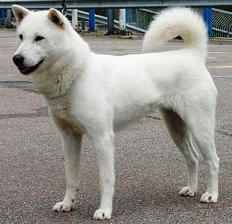 Kishu Ken dog featured in dog encyclopedia