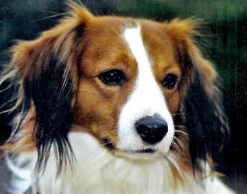 Kooikerhondje profile in dog encyclopedia