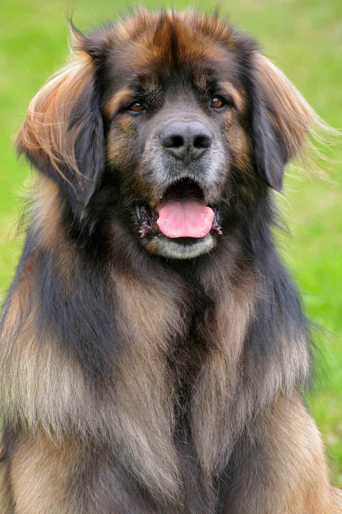 Leonberger profile in dog encyclopedia