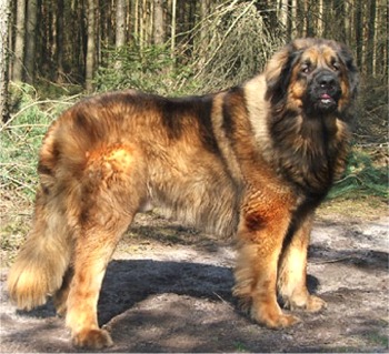 Leonberger dog featured in dog encyclopedia