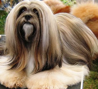 Lhasa Apso profile on dog encyclopedia