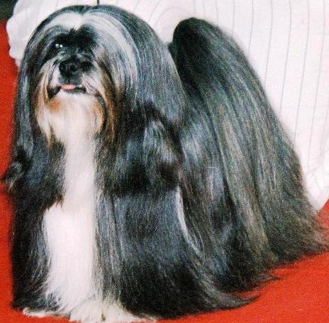 Lhasa Apso dog featured in dog encyclopedia