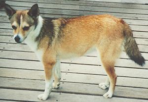 Norwegian Lundehund dog featured in dog encyclopedia