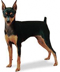 Miniature Pinscher dog featured in dog encyclopedia