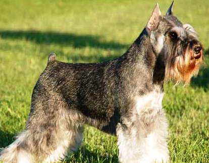 Miniature Schnauzer profile on dog encyclopedia