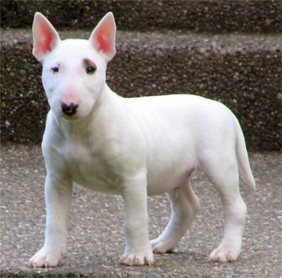 Miniature Bull Terrier profile on dog encyclopedia