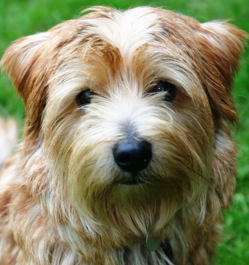 Norfolk Terrier dog featured in dog encyclopedia