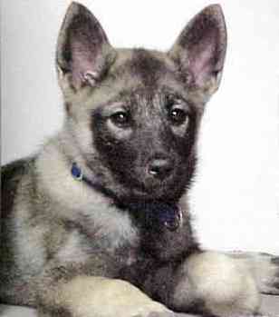 Norwegian Elkhound dog featured in dog encyclopedia