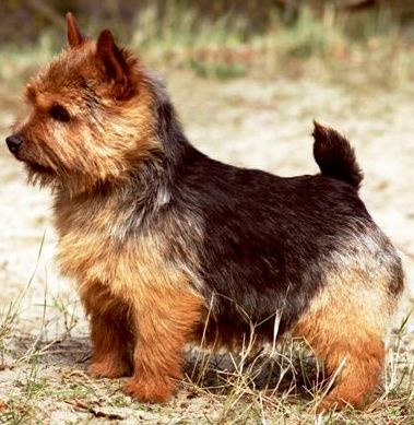 Norwich Terrier dog featured in dog encyclopedia
