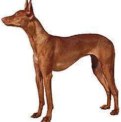 Pharaoh Hound dog featured in dog encyclopedia