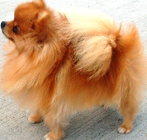 Pomeranian profile on dog encyclopeida