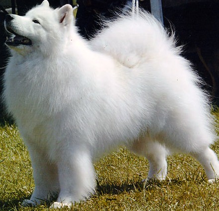 Samoyed profile on dog encyclopedia