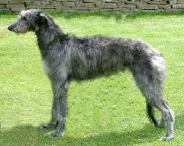 Scottish Deerhound dog featured in dog encyclopedia