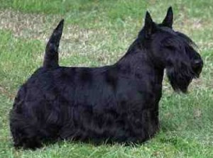 Scottish Terrier dog featured in dog encyclopedia