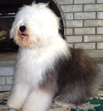 old english sheepdog look they cant see