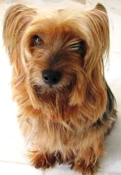 Silky Terrier profile on dog encyclopedia
