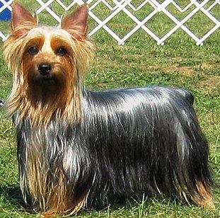 Silky Terrier dog featured in dog encyclopedia