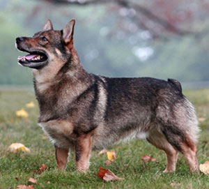 Swedish Vallhund dog featured in dog encyclopedia