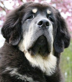 Tibetan Mastiff dog featured in dog encyclopedia