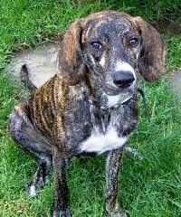 Treeing Tennessee Brindle dog featured in dog encyclopedia