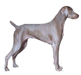 Weimaraner profile on dog encyclopedia