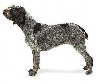 Wirehaired Pointing Griffon dog featured in dog encyclopedia