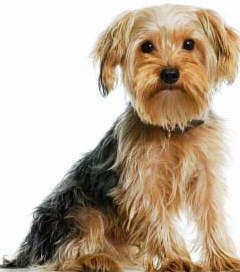 Yorkshire Terriers are a great pet choice